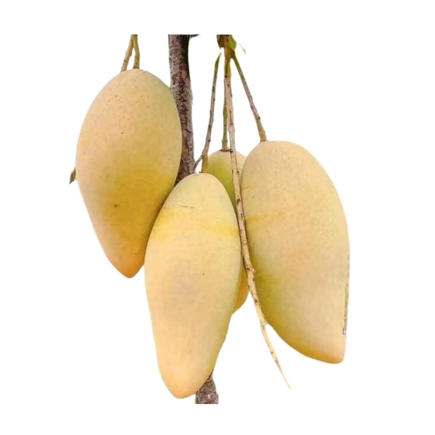 item-image