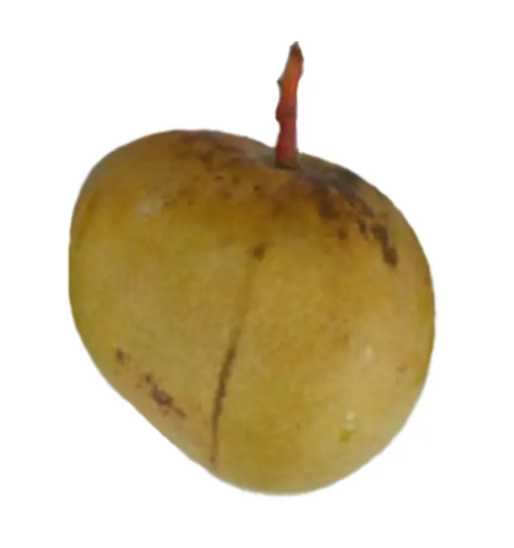 item-image